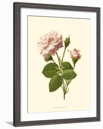 Victorian Rose II-R^ Guillot-Framed Art Print