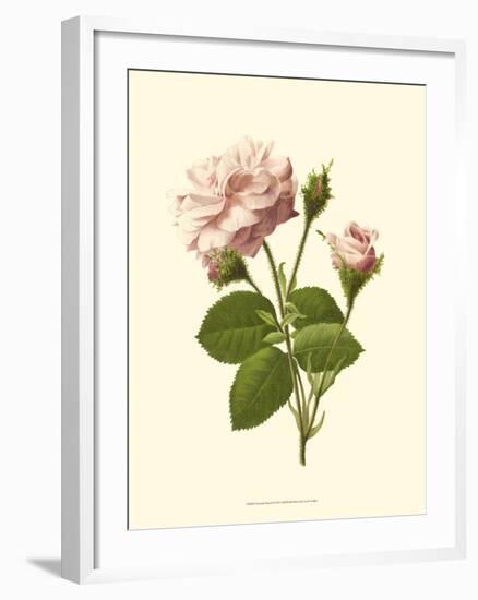 Victorian Rose II-R^ Guillot-Framed Art Print