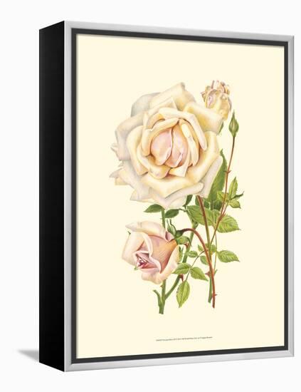 Victorian Rose III-P^ Seguin-Bertault-Framed Stretched Canvas