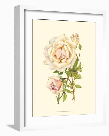 Victorian Rose III-P^ Seguin-Bertault-Framed Premium Giclee Print