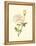 Victorian Rose IV-P^ Seguin-Bertault-Framed Stretched Canvas