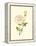 Victorian Rose IV-P^ Seguin-Bertault-Framed Stretched Canvas