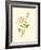 Victorian Rose IV-P^ Seguin-Bertault-Framed Art Print