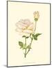 Victorian Rose IV-P^ Seguin-Bertault-Mounted Art Print