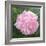 Victorian Rose-William Ireland-Framed Giclee Print