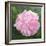 Victorian Rose-William Ireland-Framed Giclee Print