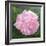 Victorian Rose-William Ireland-Framed Giclee Print