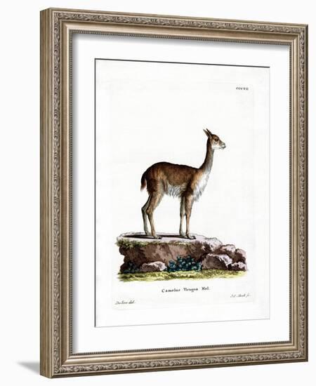 Vicugna-null-Framed Giclee Print