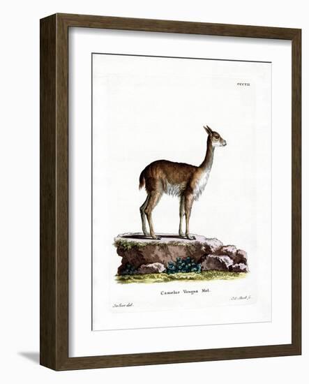 Vicugna-null-Framed Giclee Print