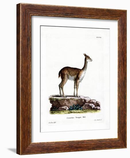 Vicugna-null-Framed Giclee Print