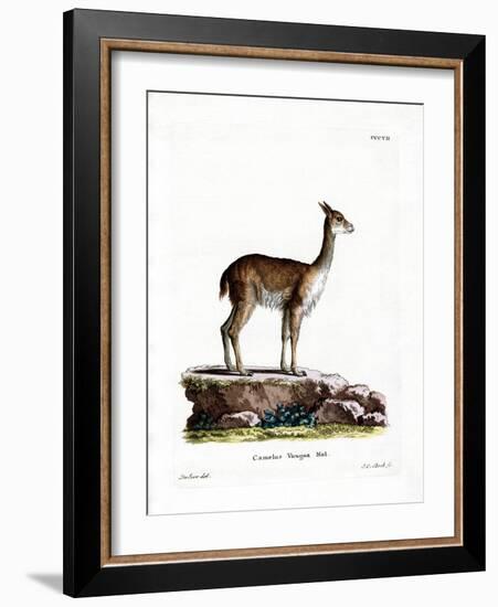 Vicugna-null-Framed Giclee Print