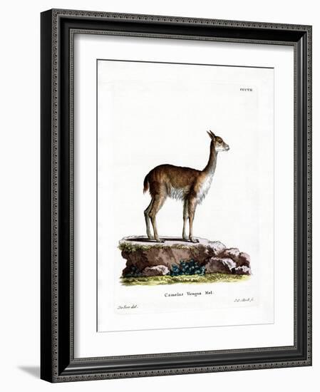 Vicugna-null-Framed Giclee Print