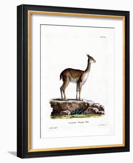 Vicugna-null-Framed Giclee Print