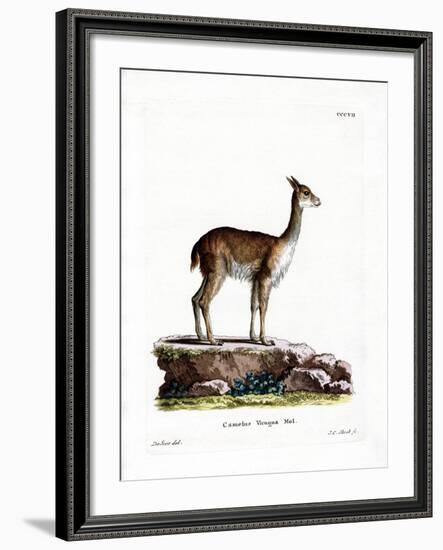 Vicugna-null-Framed Giclee Print