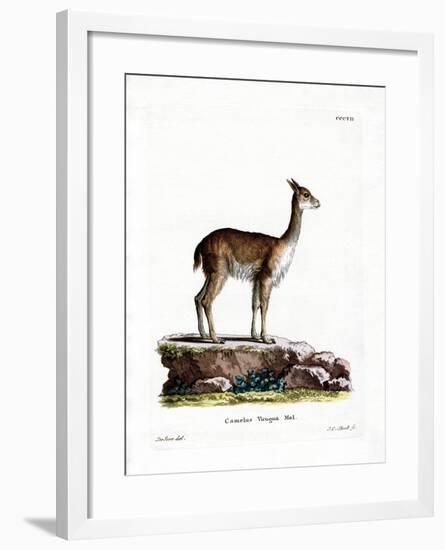 Vicugna-null-Framed Giclee Print