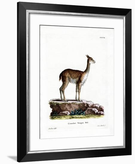 Vicugna-null-Framed Giclee Print