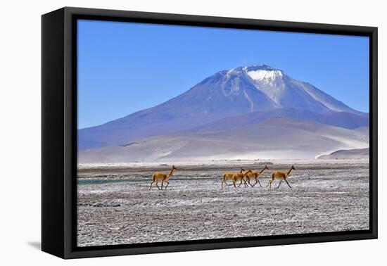 Vicuna, five running across salt flat, Salar de Ascotan, Chile-Daniel Heuclin-Framed Premier Image Canvas
