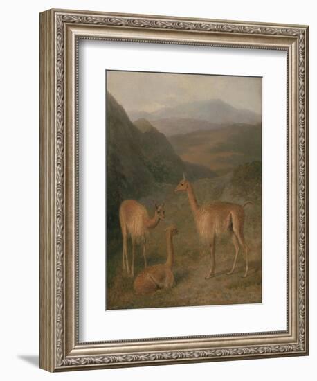 Vicunas, 1831-Jacques-Laurent Agasse-Framed Giclee Print