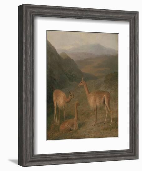 Vicunas, 1831-Jacques-Laurent Agasse-Framed Giclee Print