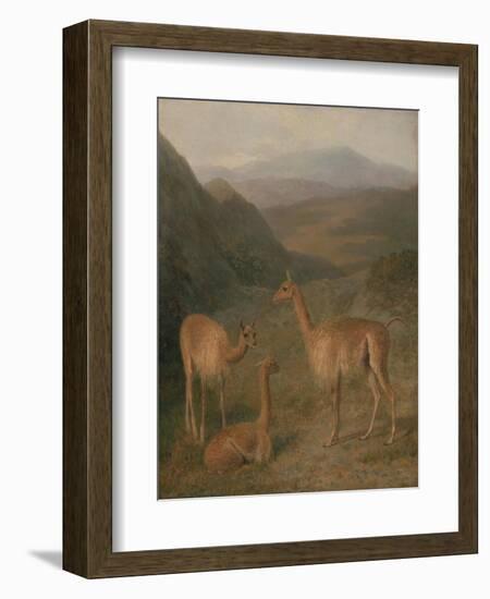 Vicunas, 1831-Jacques-Laurent Agasse-Framed Giclee Print