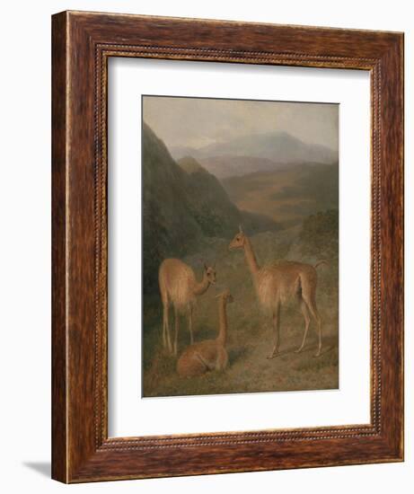 Vicunas, 1831-Jacques-Laurent Agasse-Framed Giclee Print