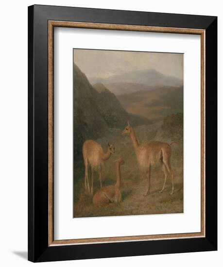 Vicunas, 1831-Jacques-Laurent Agasse-Framed Giclee Print