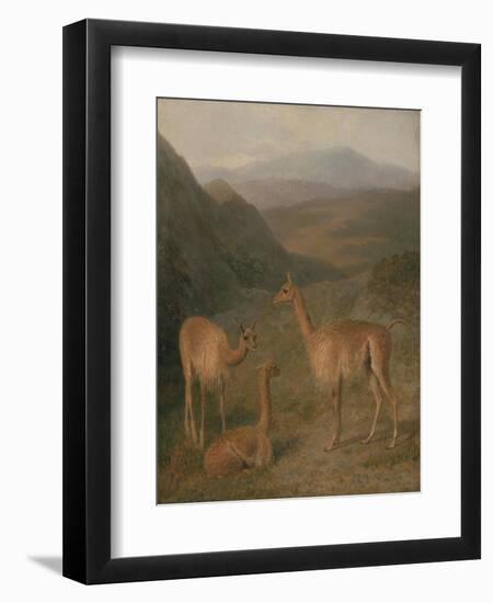 Vicunas, 1831-Jacques-Laurent Agasse-Framed Giclee Print