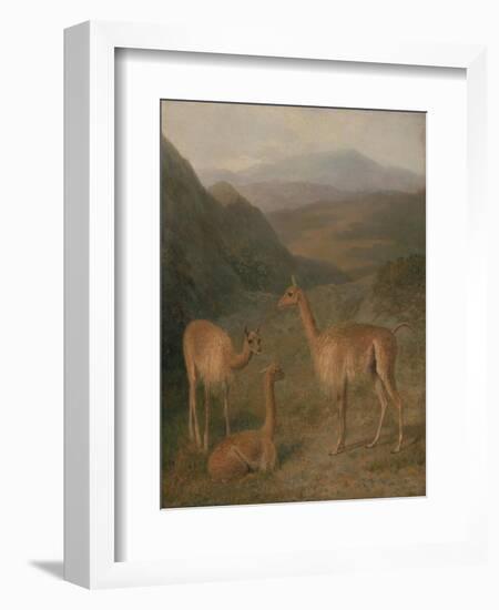 Vicunas, 1831-Jacques-Laurent Agasse-Framed Giclee Print