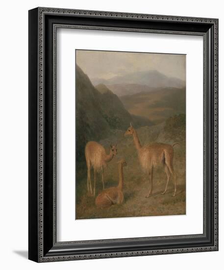 Vicunas, 1831-Jacques-Laurent Agasse-Framed Giclee Print