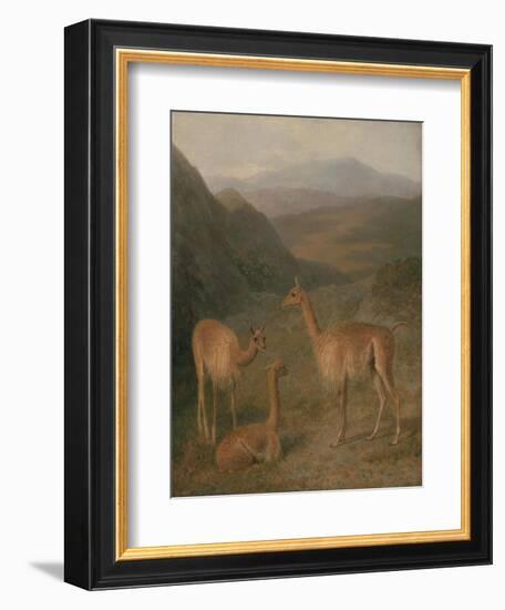 Vicunas, 1831-Jacques-Laurent Agasse-Framed Giclee Print
