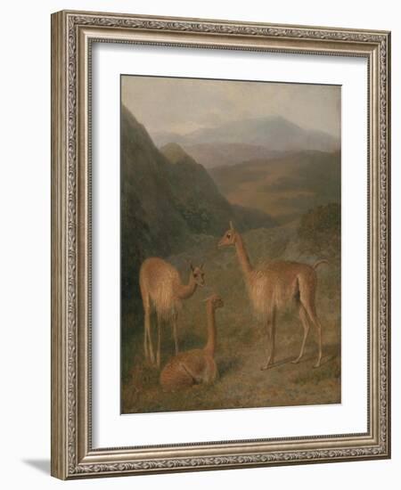 Vicunas, 1831-Jacques-Laurent Agasse-Framed Giclee Print