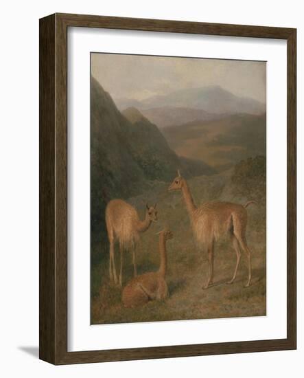 Vicunas, 1831-Jacques-Laurent Agasse-Framed Giclee Print