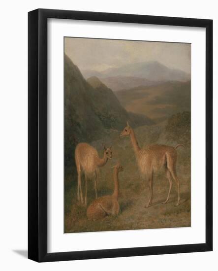 Vicunas, 1831-Jacques-Laurent Agasse-Framed Giclee Print