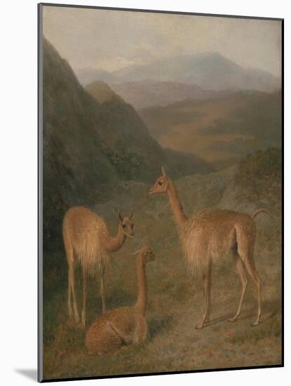 Vicunas, 1831-Jacques-Laurent Agasse-Mounted Giclee Print