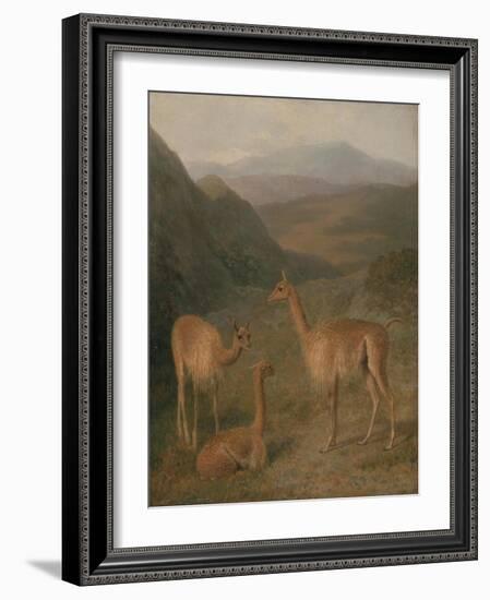 Vicunas, 1831-Jacques-Laurent Agasse-Framed Giclee Print