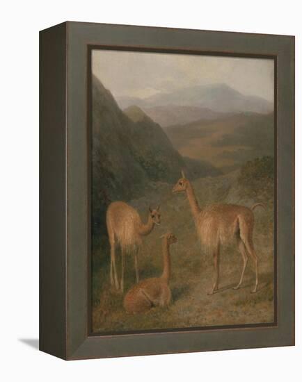 Vicunas, 1831-Jacques-Laurent Agasse-Framed Premier Image Canvas