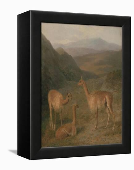 Vicunas, 1831-Jacques-Laurent Agasse-Framed Premier Image Canvas