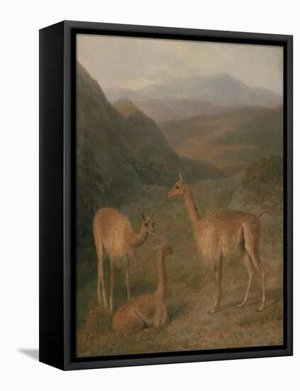 Vicunas, 1831-Jacques-Laurent Agasse-Framed Premier Image Canvas