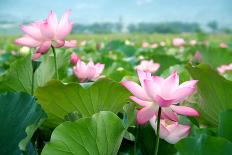 Lotus Flower Blossom-videowokart-Art Print