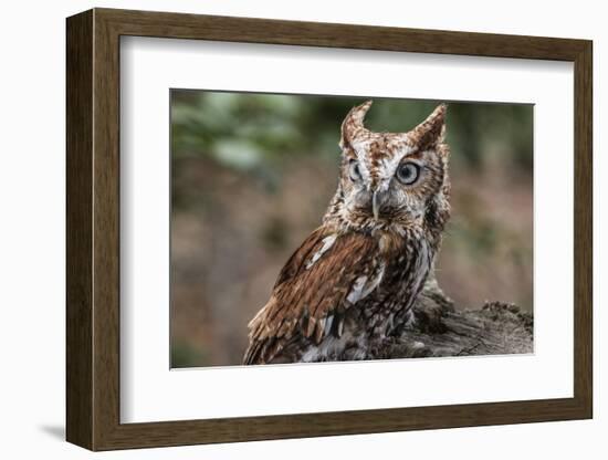 Vienna, Virginia. Eastern Screech Owl with steel grey eyes stands on a tree stump-Jolly Sienda-Framed Photographic Print