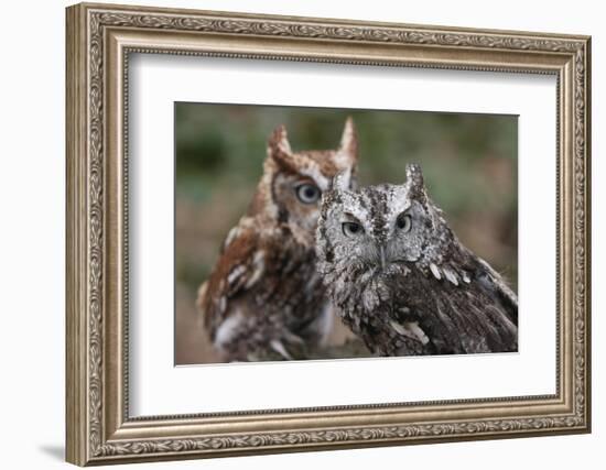 Vienna, Virginia. Pair of Eastern Screech Owls-Jolly Sienda-Framed Photographic Print