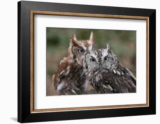 Vienna, Virginia. Pair of Eastern Screech Owls-Jolly Sienda-Framed Photographic Print