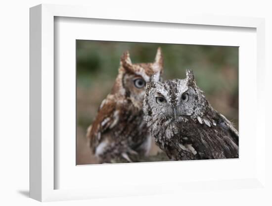 Vienna, Virginia. Pair of Eastern Screech Owls-Jolly Sienda-Framed Photographic Print