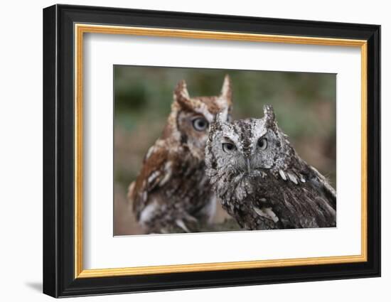 Vienna, Virginia. Pair of Eastern Screech Owls-Jolly Sienda-Framed Photographic Print