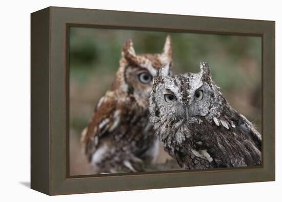 Vienna, Virginia. Pair of Eastern Screech Owls-Jolly Sienda-Framed Premier Image Canvas