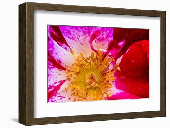 Vienna, Virginia, Yellow, magenta, red, and white petals of a wild rose-Jolly Sienda-Framed Photographic Print