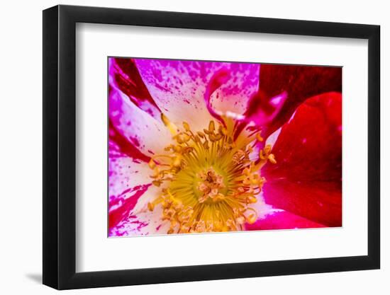 Vienna, Virginia, Yellow, magenta, red, and white petals of a wild rose-Jolly Sienda-Framed Photographic Print