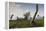 Vietnam, Dmz Area. Quang Tri Province, Khe Sanh, Fch-47 Chinook Helicopter-Walter Bibikow-Framed Premier Image Canvas