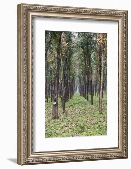 Vietnam, Dmz Area. Quang Tri Province, Rubber Tree Plantation-Walter Bibikow-Framed Photographic Print