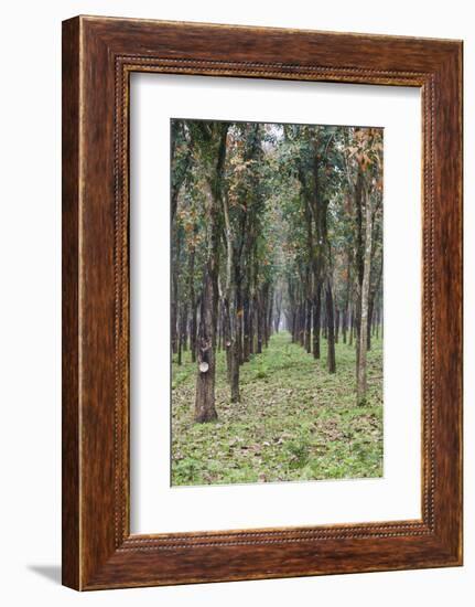 Vietnam, Dmz Area. Quang Tri Province, Rubber Tree Plantation-Walter Bibikow-Framed Photographic Print